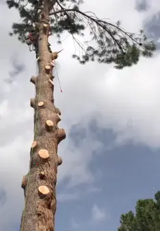 Tala y poda en altura de árboles en Cáceres y provincia