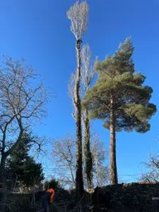 Podas y talas de árboles en altura Cáceres