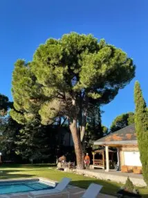 Tala y poda en Altura de árboles en Cáceres y provincia