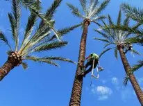 Tala y poda en Altura de árboles en Cáceres y municipios Tala y poda en Altura de árboles en Cáceres y municipios